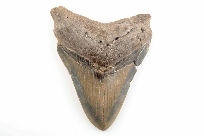 3.86" Fossil Megalodon Tooth - North Carolina